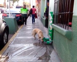 Police Create Dispensers Around Town For Stray Animals – They Deserve Respect