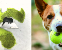 Dog Owners Being Warned After Razor Blades Are Found Hidden Inside Tennis Balls Left At Park