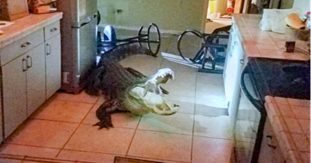 Homeowner frantically calls 911 after discovering 11foot alligator in