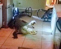 Homeowner frantically calls 911 after discovering 11-foot alligator in kitchen