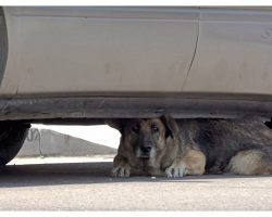 Abandoned Senior Dog Hides Under A Car, Waiting For Someone To Notice Her