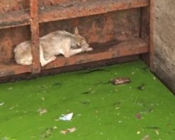 Dog Held On Hoping Someone Would Come Rescue Her From This Mess
