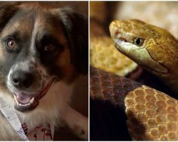 Fearless pup attacked & killed venomous snake as it made its way near her owner