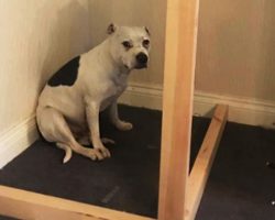Dad Built A Beautiful Room For His Rescue Dog Who Was Overwhelmed By Anxiety