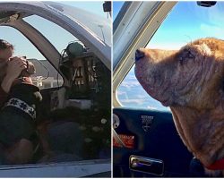 Senior Dog Only Has Weeks To Live – Man Flies Her 400 Miles To A Better Life