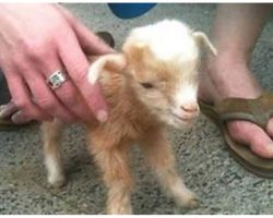 Baby Goat Jumps All Over The Place, and The Footage of Him Is Something You Don’t Want to Miss
