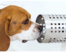 Pack Of Beagles Trained To Sniff Out Lung Cancer, Accuracy Is Astounding