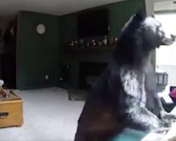 Family Checks Security Camera Footage And Sees A Bear Playing The Piano