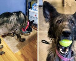 Emaciated stray gets her first toy, completely transforming her in seconds