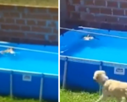 Bird Seen Drowning In The Pool, But The Family’s Dog Comes To The Rescue