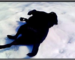 Dog Runs Onto Snow Then Immediately Falls Down. Family Can’t Stop Laughing At His “New Trick”