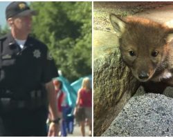 Trooper Doesn’t Abuse Power, Instead Assists Coyote Pup Stranded On Busy Street