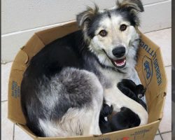 Mama Dog And Her Nine Puppies Found Sealed Up In A Box