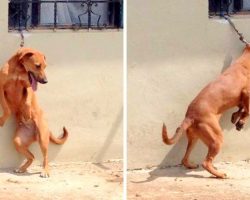 Dog On Short Chain Made To Stand On Back Legs All Day, Cries In The Heat Every Day