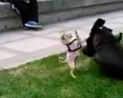 Fearless Chihuahua Puppy Faces Off With Great Dane (And My Heart Can’t Take It!)