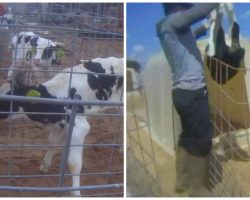 Video Released Of Baby Calves Being Brutalized At Popular Farm Tourist Attraction