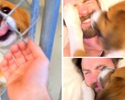 An Ode To Chris Evans’ Cutest Moments With His Rescue Dog, Dodger