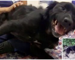 Dog chained up for 6 years gets his first night of freedom – & it’s pure bliss