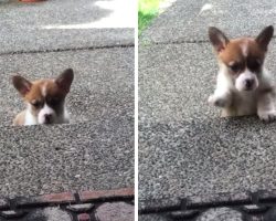 Corgi Puppy’s First Attempt To Get Up The Steps Is An Adorable One
