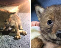 Nice Cop Goes Beyond The Call Of Duty To Help A Pup Who’s More Than Just A Pup