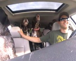 Dad Put Camera In Car To Show 4 Dogs Flipping Out When They Hear They’re Going To The Dog Park