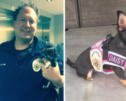 Puppy Found Abandoned At A Crime Scene Ends Up With The Best Job
