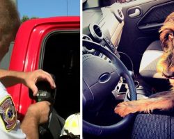 Owner Leaves Dog In Hot Car, Dashboard Quickly Fires Up To 158-Degrees