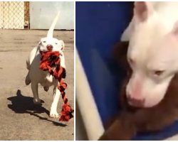 Deaf Shelter Dog Shakes And Cries So Hard When Her Kennel-Mate Gets Adopted