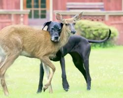 Deer Was Abandoned By Mother As A Fawn, Kind Great Dane Steps In As Her Guardian