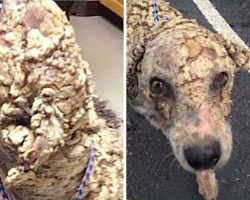 Depressed Dog With ‘Potato Chip-Like Scales’ Looks Unrecognizable After He’s Rescued