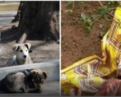 Pack Of Dogs Won’t Leave Blanket, Man Walking By Hears Crying