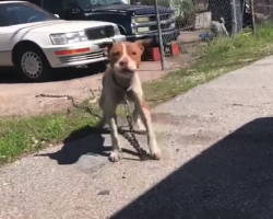 Dog Found Dragging Around A 10-Pound Chain Finally Has It Removed