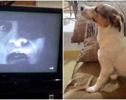 Dog Watching Horror Movie “The Conjuring” Prove That He’s A Big Scaredy-Cat