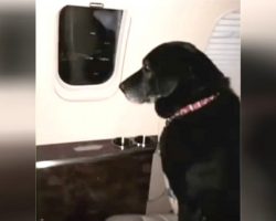 Dog Is Abandoned At Shelter Twice, Then Wealthy Heiress Puts Her On A Plane To Save Her