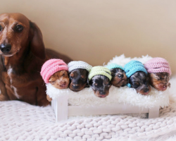 Wiener-Dog Family Proves Dog Maternity Photo Shoots Are The Best