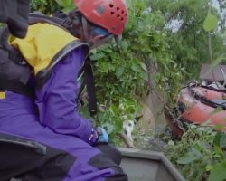 Dog abandoned in floodwaters for days was found clinging to tree by rescue team