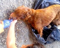 Dog Tied-Up In Garbage Bag And Left By A River Bed To Rot, Watch When She sees the Rescuers