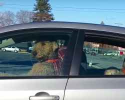 Impatient Dog Get Tired Of Sitting In The Car Waiting For Its Owners. Hilariously Takes Matters Into His Own Hands