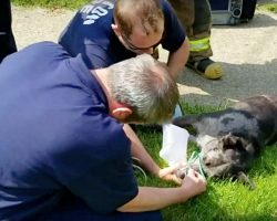 Firefighters act quickly to save 14-year-old dog from burning, smoke-filled home
