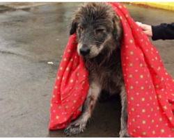 Drenched Stray Refuses To Budge From Rainy Parking Lot Until Stranger Throws Blanket On Her