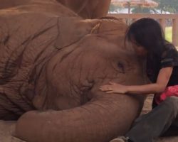 Elephant’s Caretaker Swats At Her With A Rag, But It’s The Next Move That Wins Everyone’s Heart