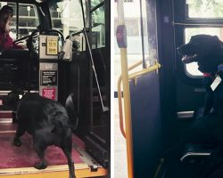 Every Day This Dog Rides The Bus All By Herself To Go To The Park