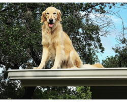 Family Makes Sign To Explain Why Their Dog Is On The Roof And It’s Hilarious