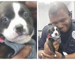 Florida Police Officer Goes On A Call To The Animal Rescue…And Leaves With a Puppy