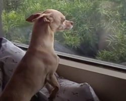 Dog Runs Away From Forever Home All Because He Misses His Foster Mom Too Much