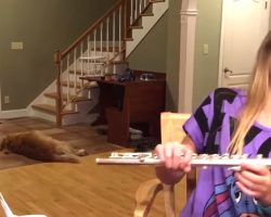 Girl Is Trying To Practice Flute But Instead The Dog Has Internet In Hysterics