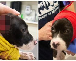 Thrown From A Car After With Mutilated Ears, 3-Month-Old Pup’s Tail Wags Nonstop