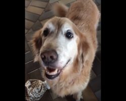 Anxious Dog Gets Her Cancer Test Results, And She Can’t Control Her Emotions