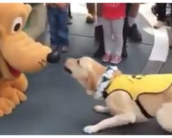 Guide Dog’s Reaction To Meeting Pluto Is The Best Thing You’ll See All Week