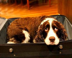 Husband Sneaks Dog Into Hospital In A Suitecase So His Dying Wife Can Say Goodbye